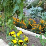 companion planting vegetables - 10 Best Companion Plants for your Vegetable Garden