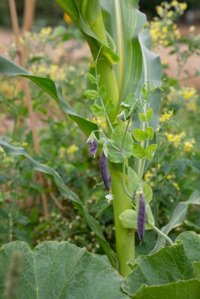 corn beans squash companion planting - 10 Best Companion Plants for your Vegetable Garden