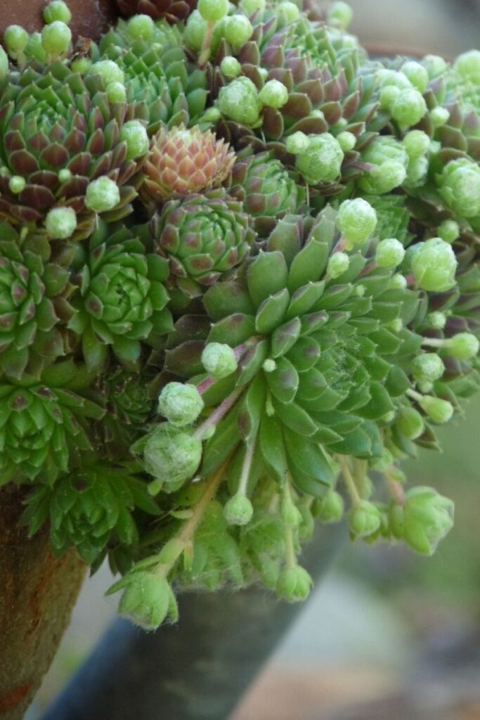 hen and chicks succulent - How to Propagate Succulent Plants