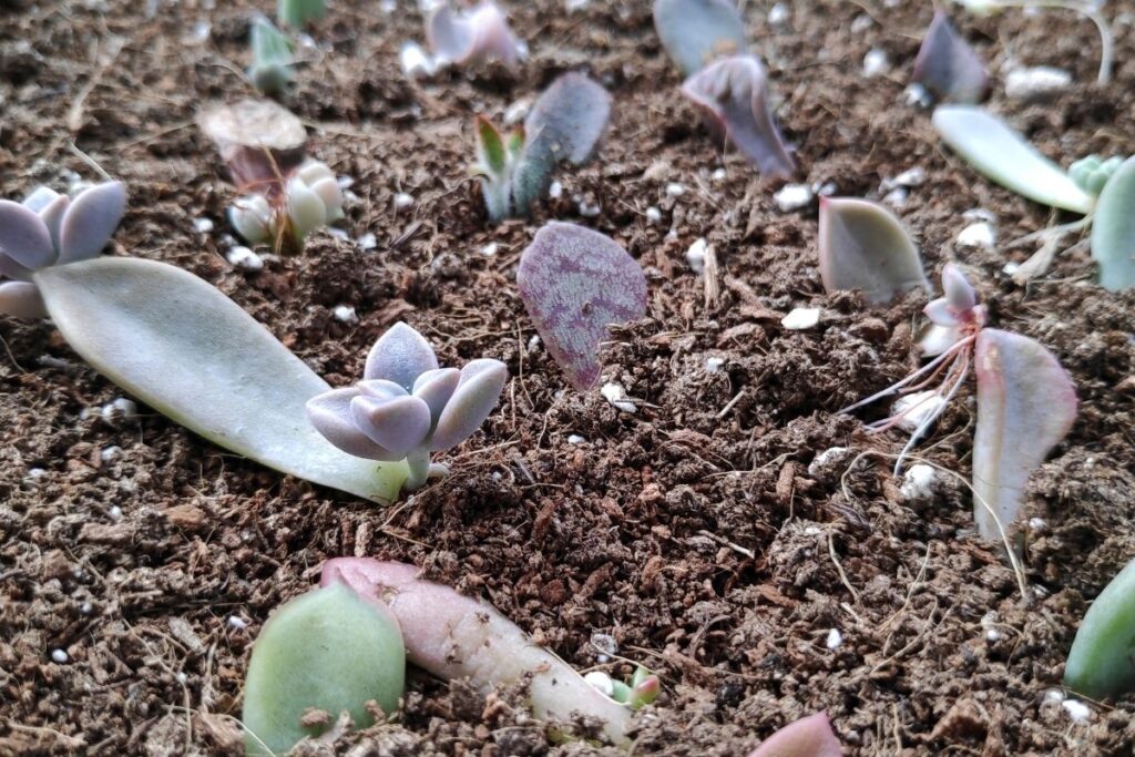 planting rooted succulent leaves - How to Propagate Succulent Plants
