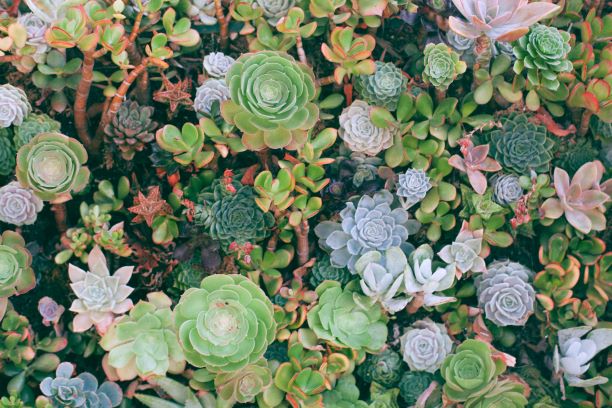how to regrow succulents
