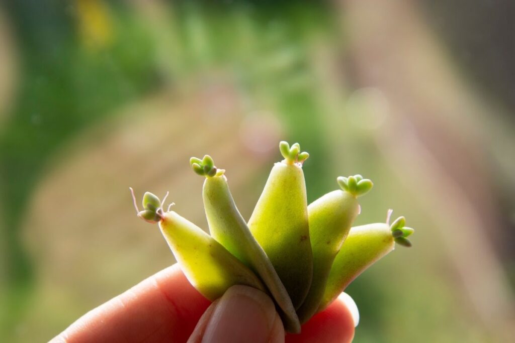 successful succulent propagation baby buds - How to Propagate Succulent Plants