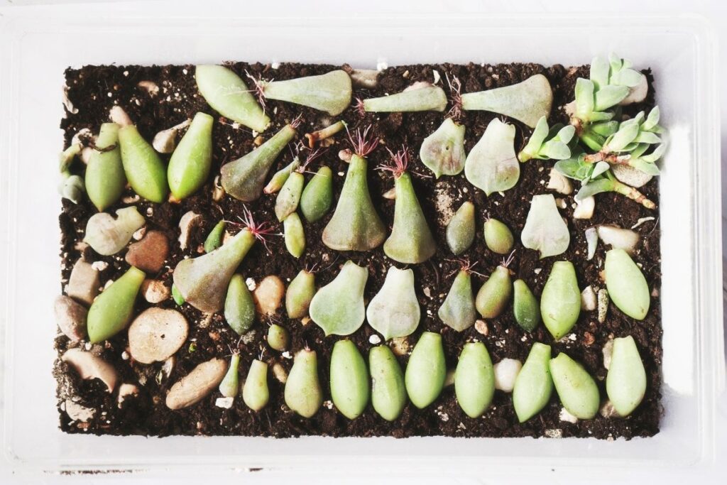 succulent propagation rooted leaves - How to Propagate Succulent Plants