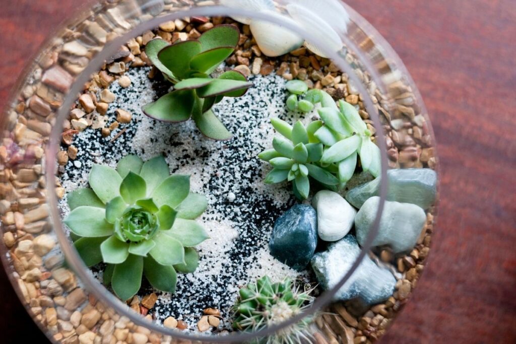 succulents in a glass bowl - How to Propagate Succulent Plants