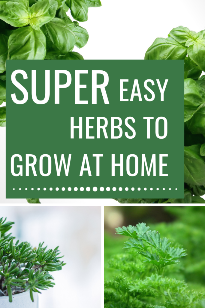super easy herbs to grow at home