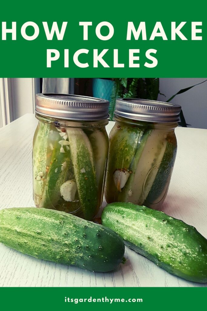 two cucumbers next to homemade pickles in two mason jars - how to grow pickles