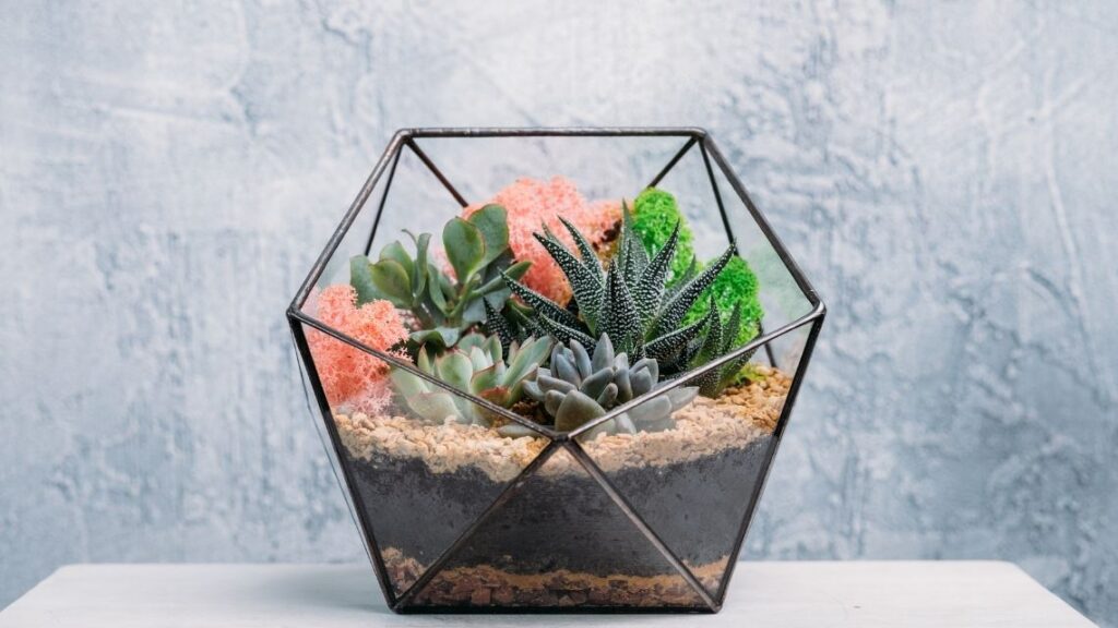 succulents in glass terranium gifts for gardeners