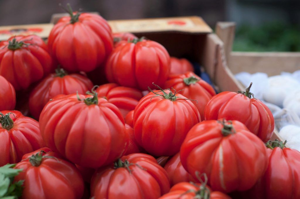 grow big zac tomatoes and large tomato varieties