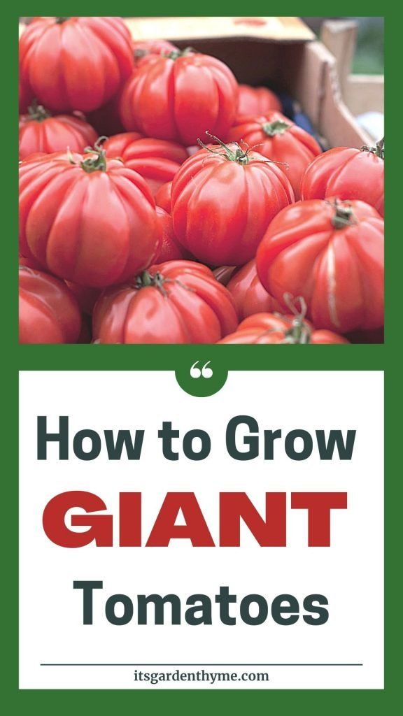 how to grow large red tomatoes