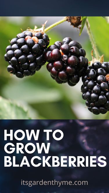 how to grow blackberries and harvest