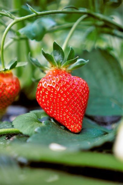 a mature and ripe strawberry in backyard garden