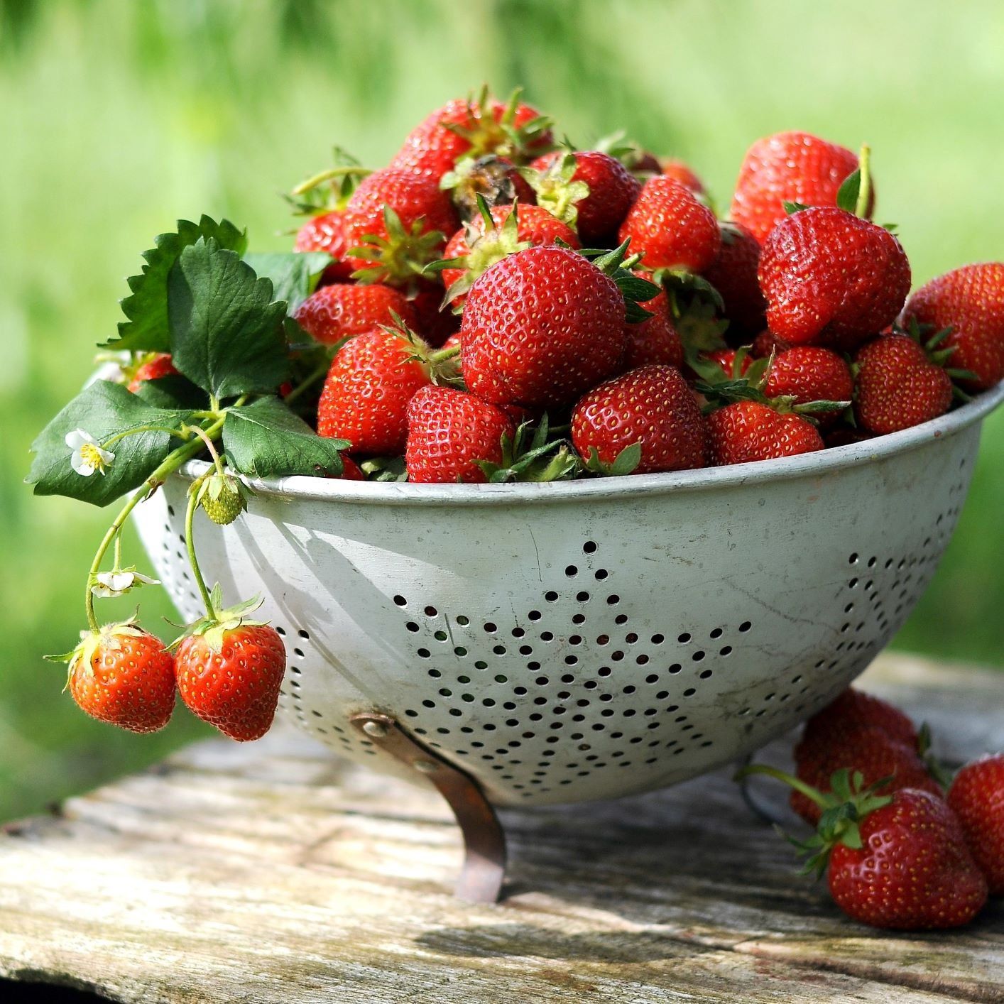 how to harvest strawberries