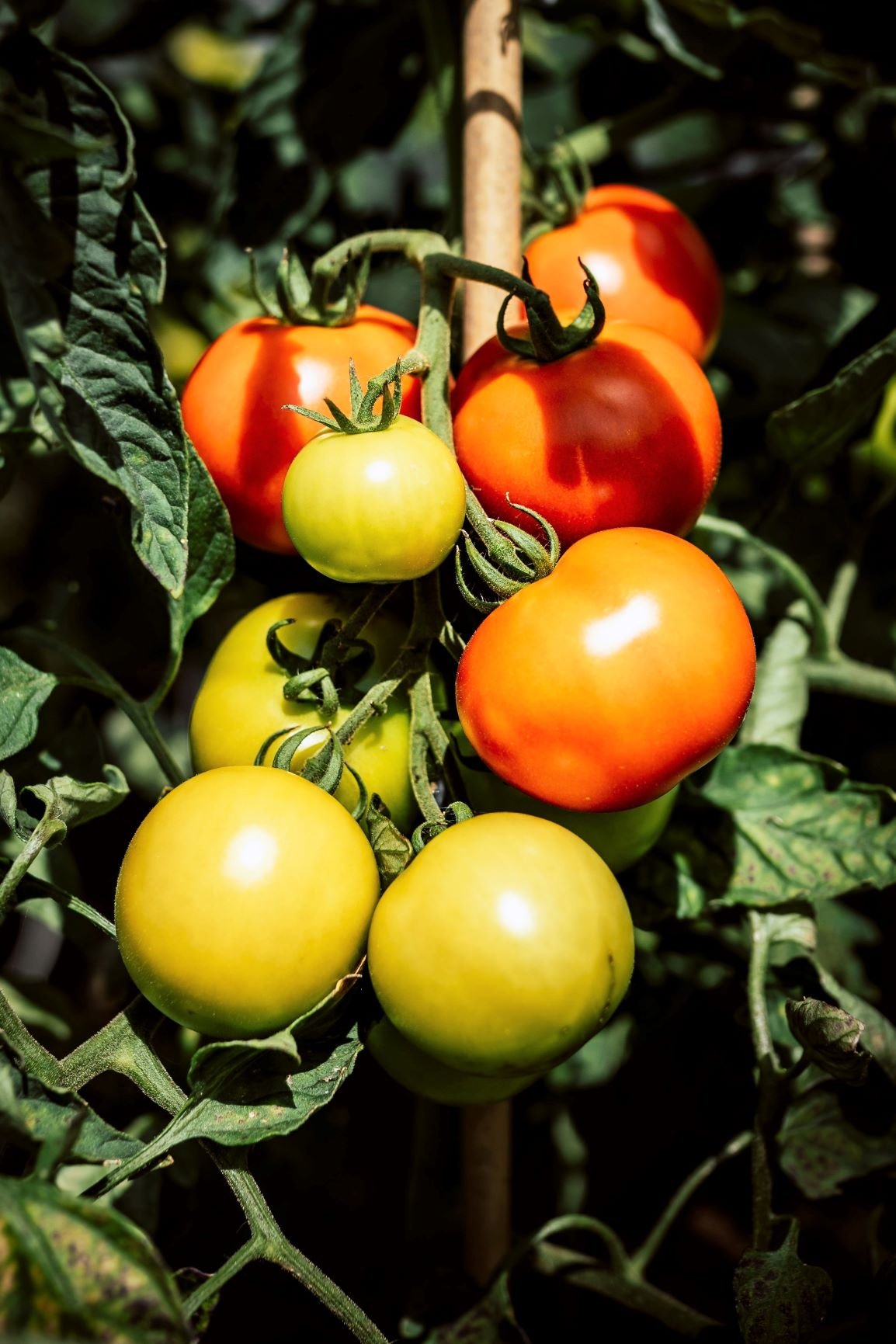 large tomatoe seeds - Backyard Gardening