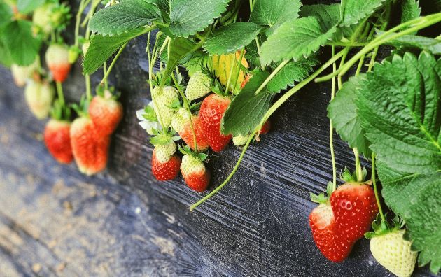strawberries that aren't ripe