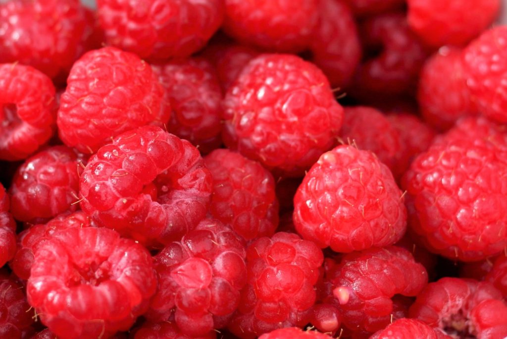 bushel of red raspberries in container growing raspberries