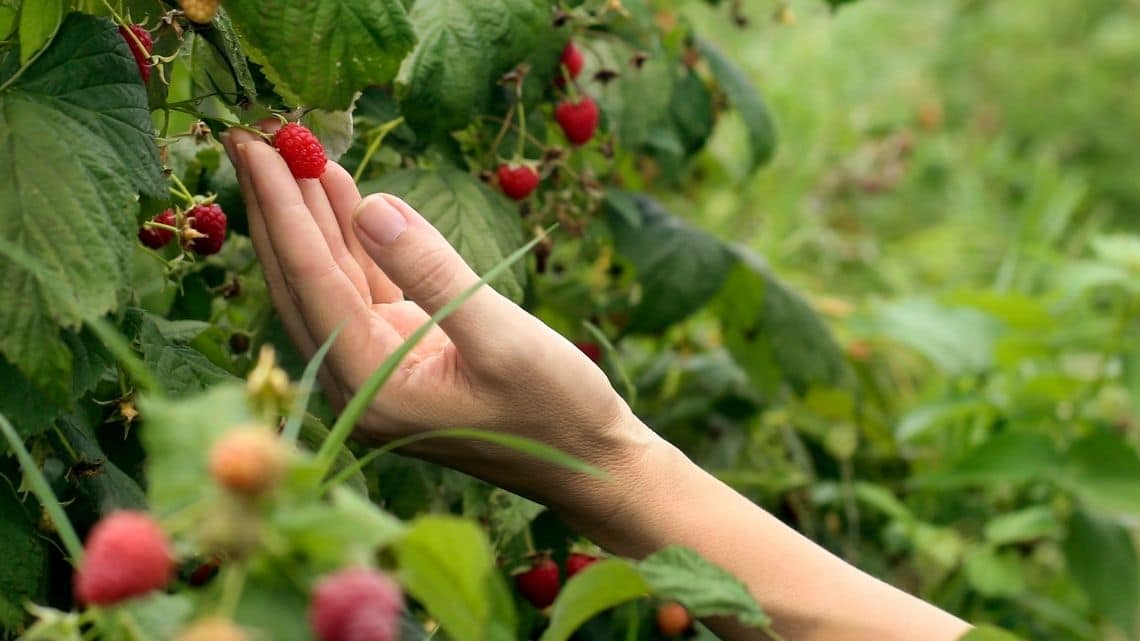 When and How to Harvest Raspberries