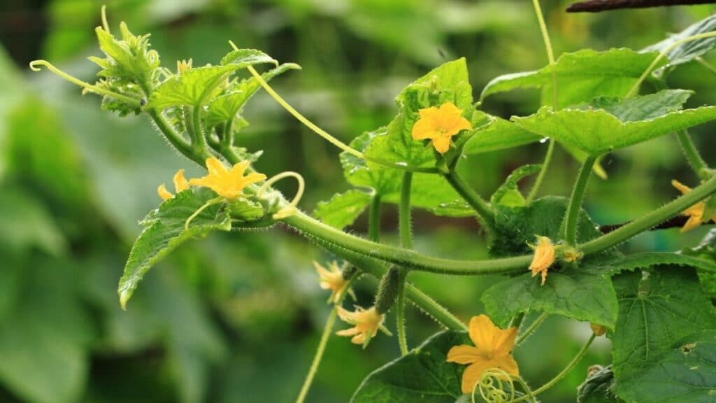cucumber leaves yellow flowers - Why Cucumber Leaves Turn Yellow [and how to fix it!]