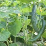 cucumber plant - Why Cucumber Leaves Turn Yellow [and how to fix it!]