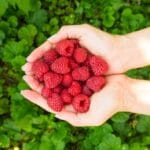 harvesting fresh raspberries