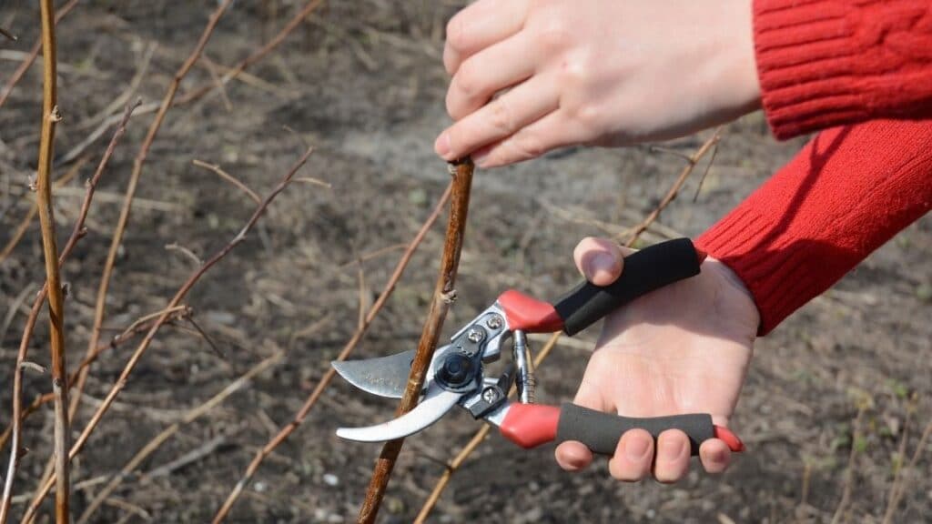 pruning raspberry canes