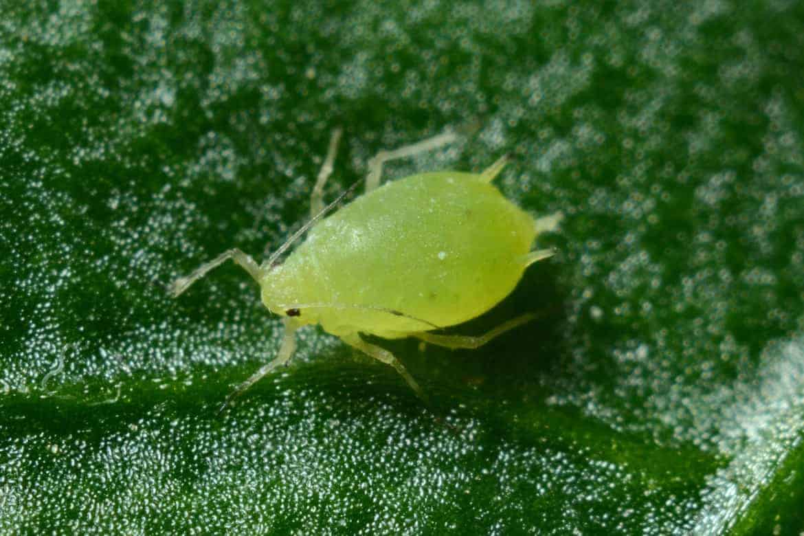 Aphid up close - Get Rid of Aphids Naturally: Tips and Tricks