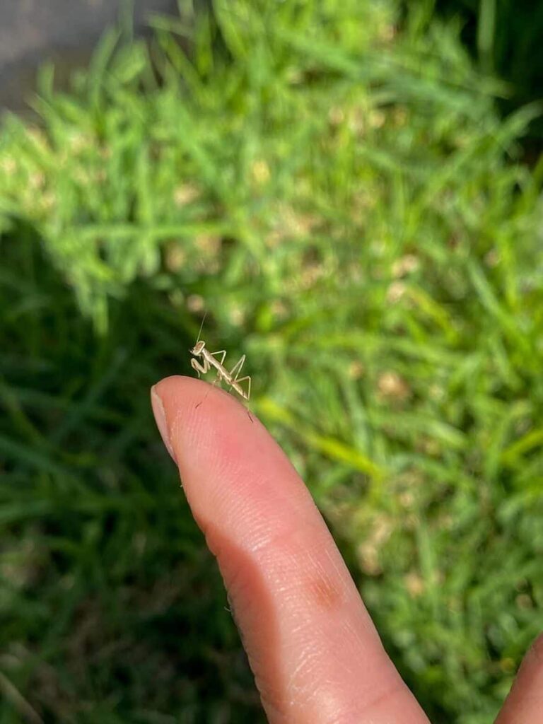 baby praying mantis 1170x1560 1 - Get Rid of Aphids Naturally: Tips and Tricks