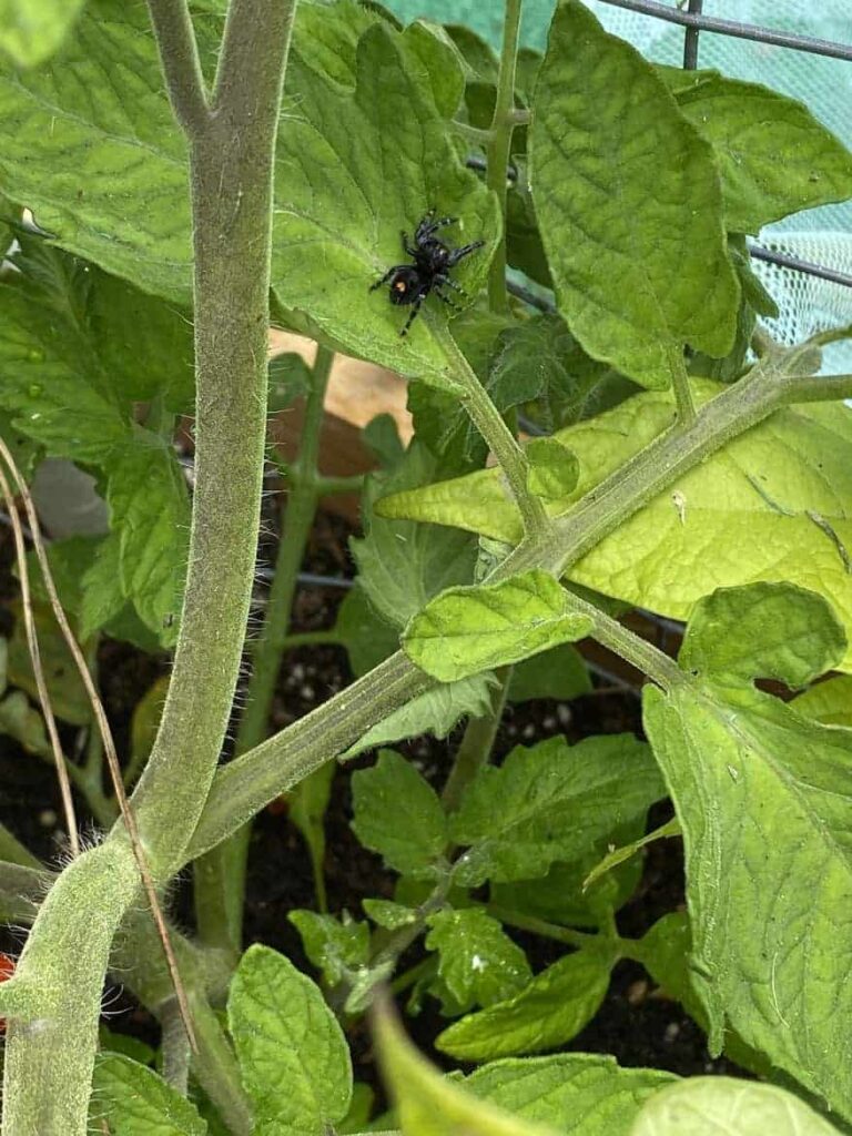 bold jumping spider in tomato plants - Get Rid of Aphids Naturally: Tips and Tricks