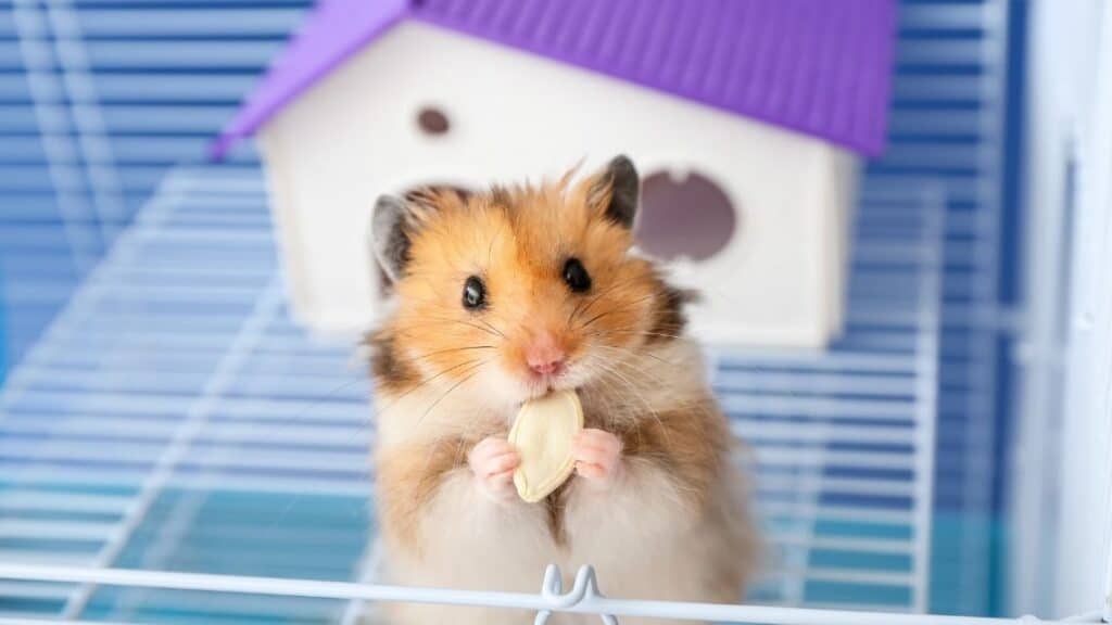 can hamsters eat raspberries