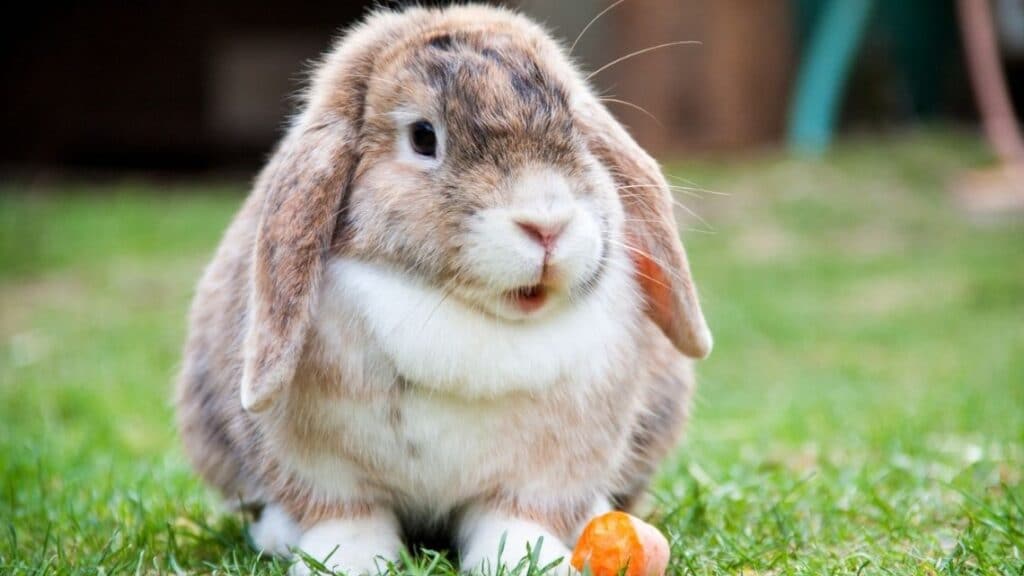 can rabbits have raspberries