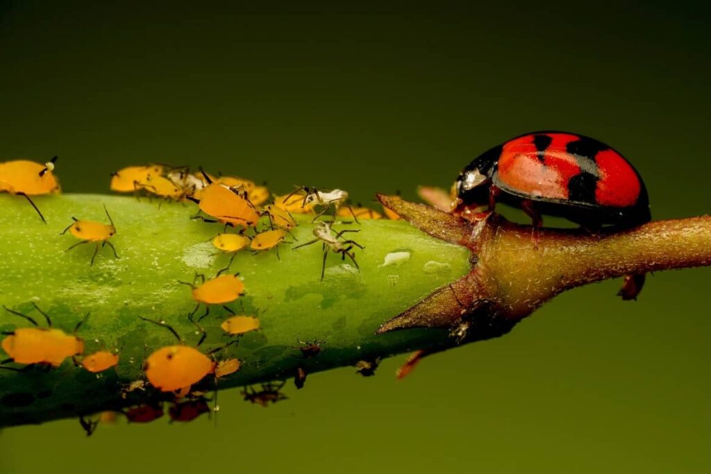 ladybug eating aphids - Get Rid of Aphids Naturally: Tips and Tricks