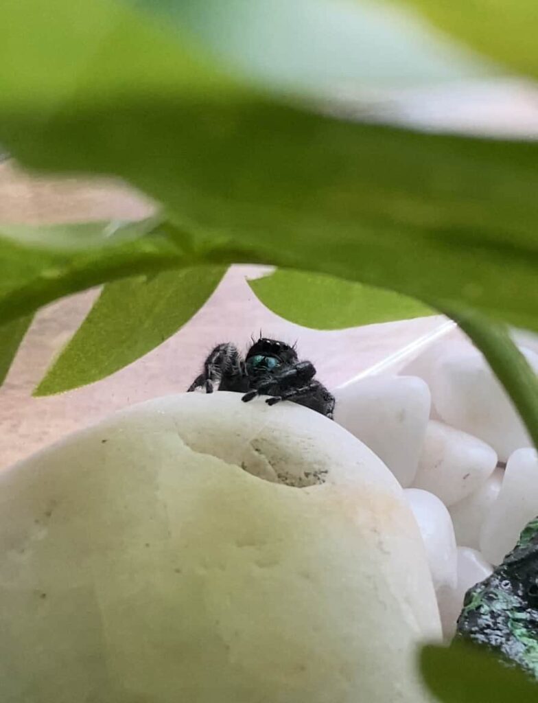 pet bold jumping spider - Get Rid of Aphids Naturally: Tips and Tricks