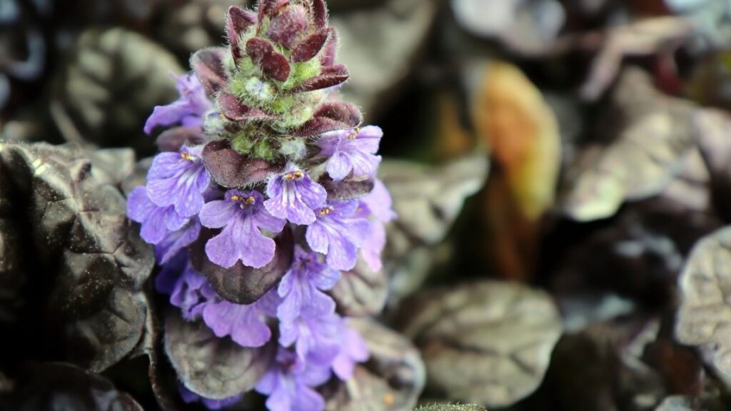 Ajuga reptans ‘Black Scallop - The 13 Best Flowering Ground Cover