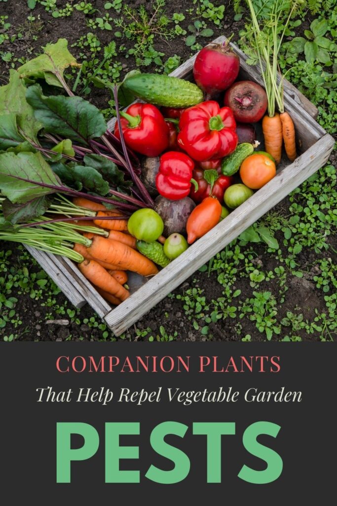 Companion Plants that Repel Pests - Companion Plants that Repel Pests