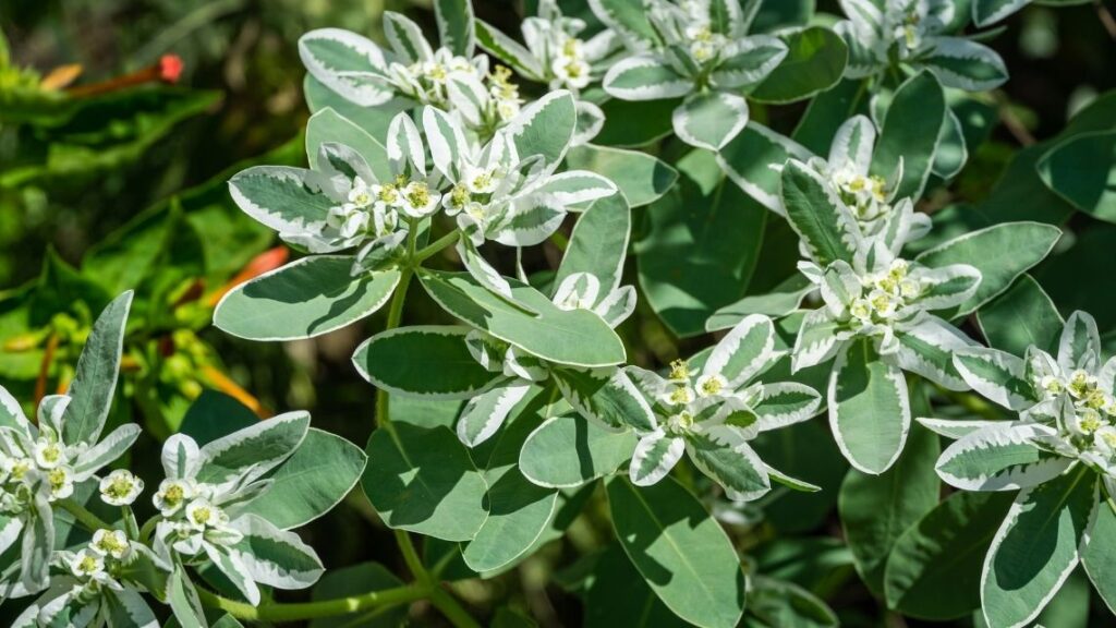 Euphorbia marginata - The 13 Best Flowering Ground Cover