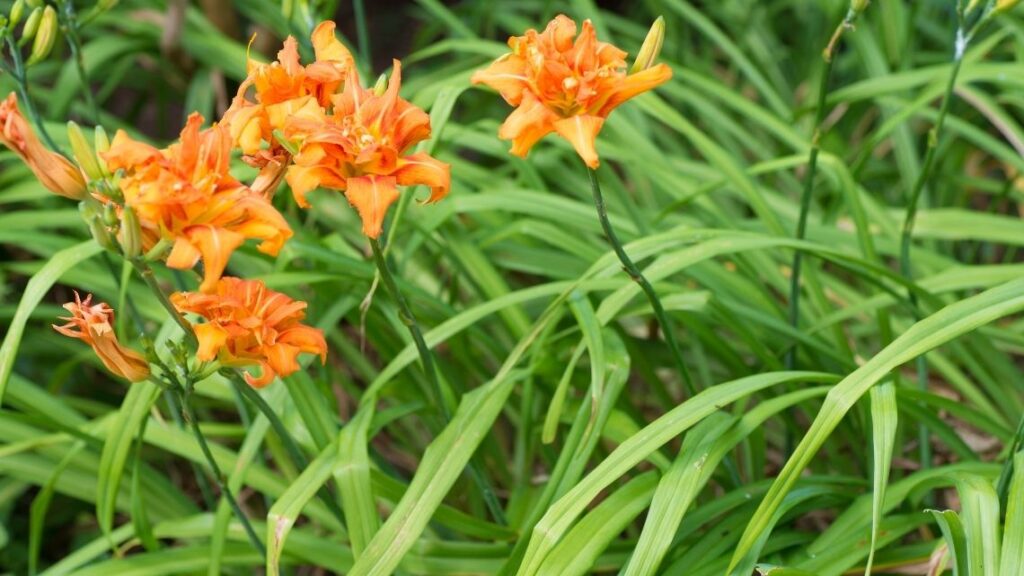 Hemerocallis fulva ‘Kwanso - The 13 Best Flowering Ground Cover