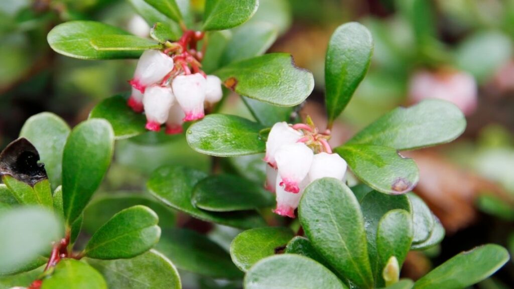 Kinnikinnick Arctostaphylos uva ursi Bearberry - The 13 Best Flowering Ground Cover