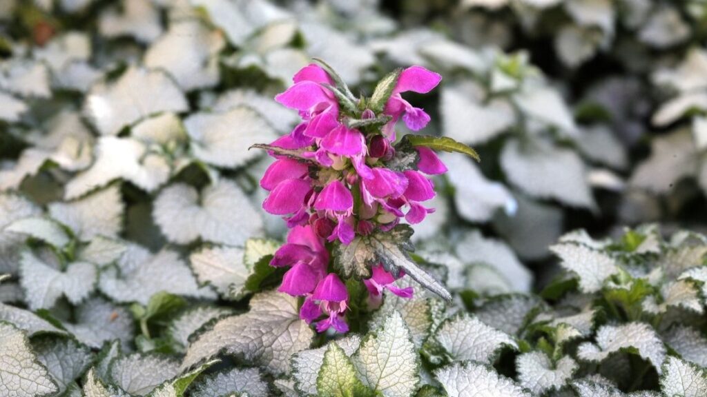 Lamium maculatum Spotted deadnettle - The 13 Best Flowering Ground Cover