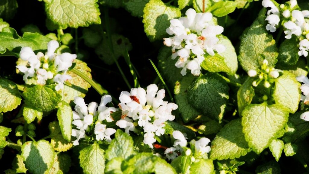 Lamium maculatum ‘White Nancy - The 13 Best Flowering Ground Cover