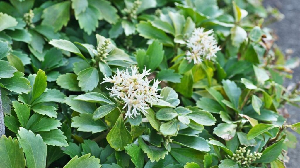 Pachysandra terminalis - The 13 Best Flowering Ground Cover