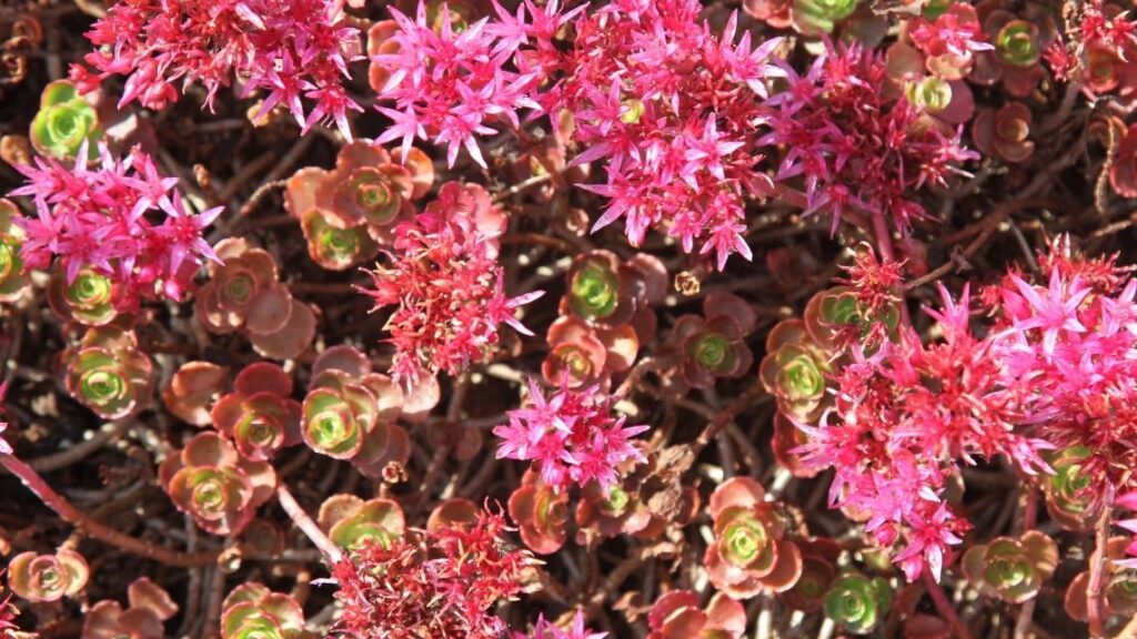 Sedum spurium ‘Dragons Blood - The 13 Best Flowering Ground Cover