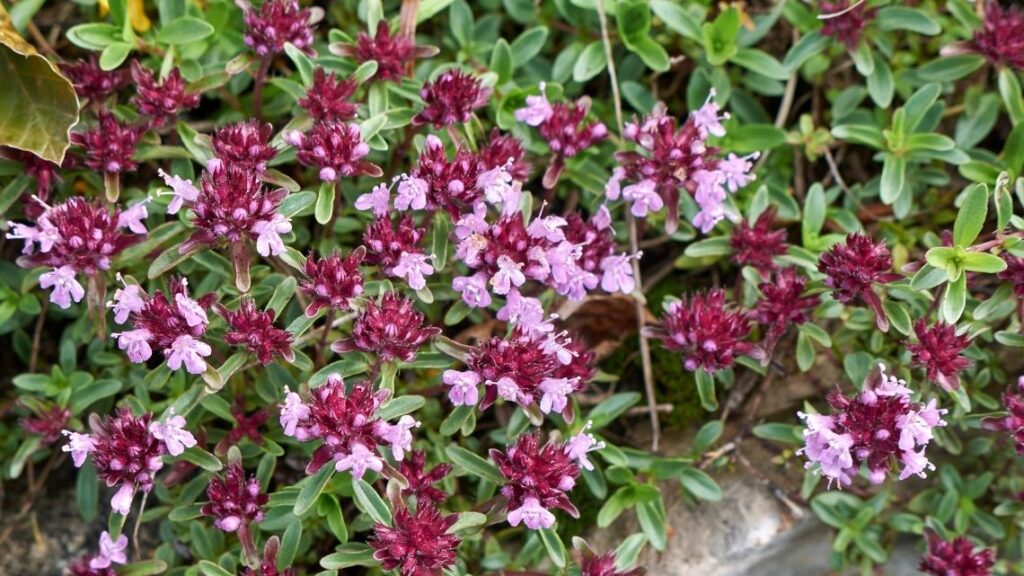 Thymus serpyllum ‘Pink Chintz - The 13 Best Flowering Ground Cover