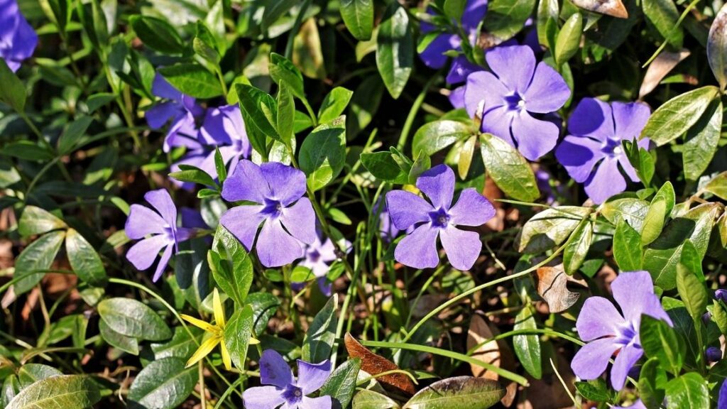 Vinca Minor - The 13 Best Flowering Ground Cover