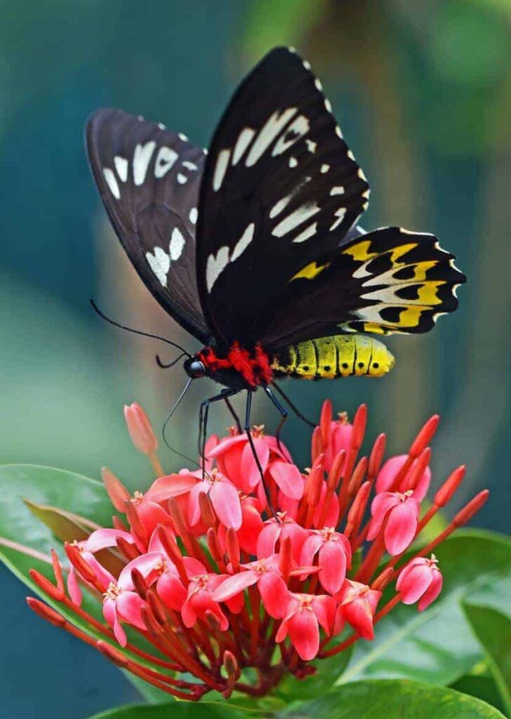 black and yellow butterfly - Plants that Attract Butterflies