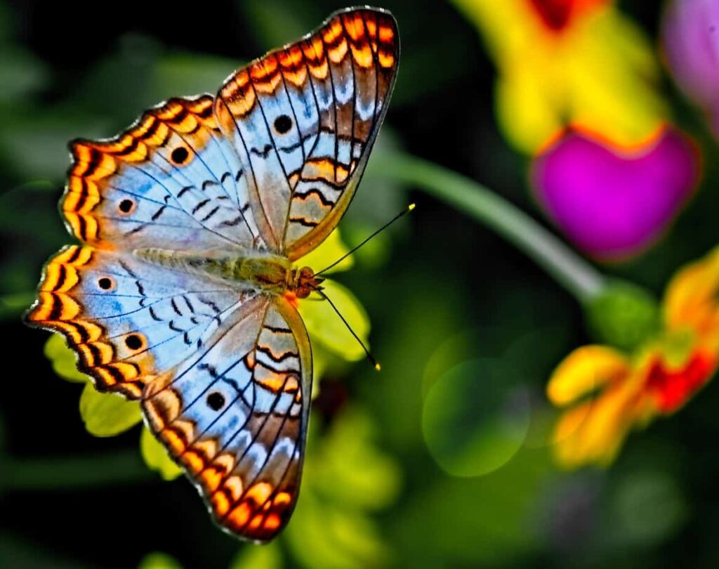 blue and orange butterfly - Plants that Attract Butterflies
