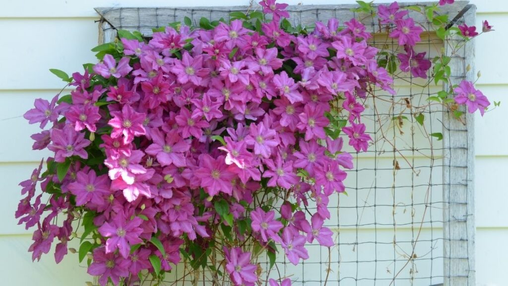 clematis vine - Tips to Grow a Clematis Vine