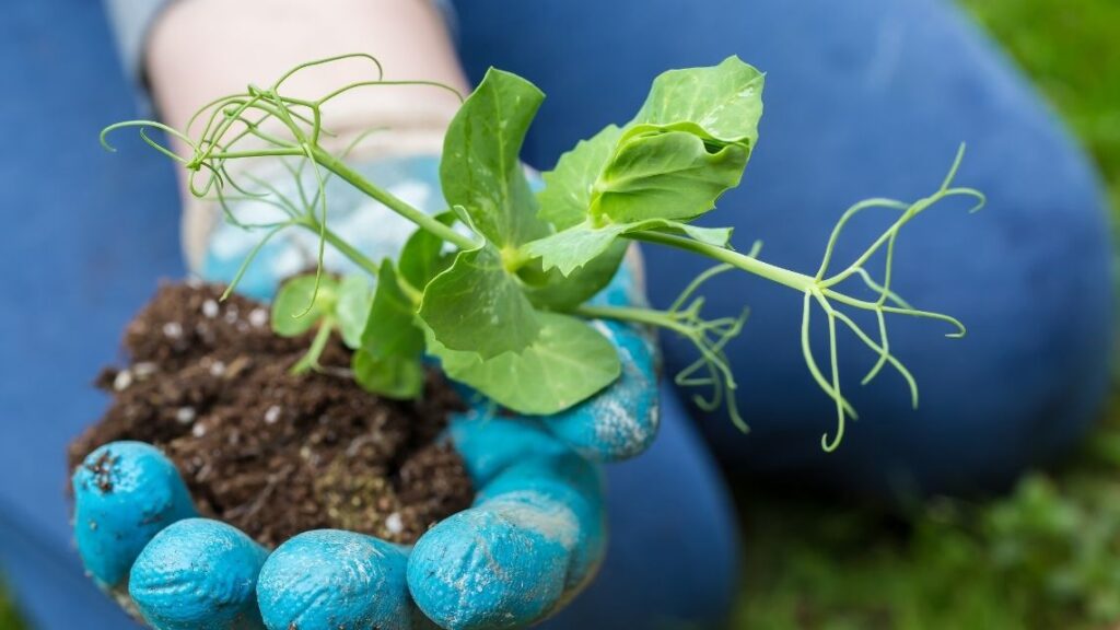 companion planting peas - 10 Best Companion Plants for your Vegetable Garden