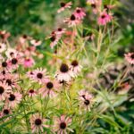 echinacea - Companion Plants that Repel Pests