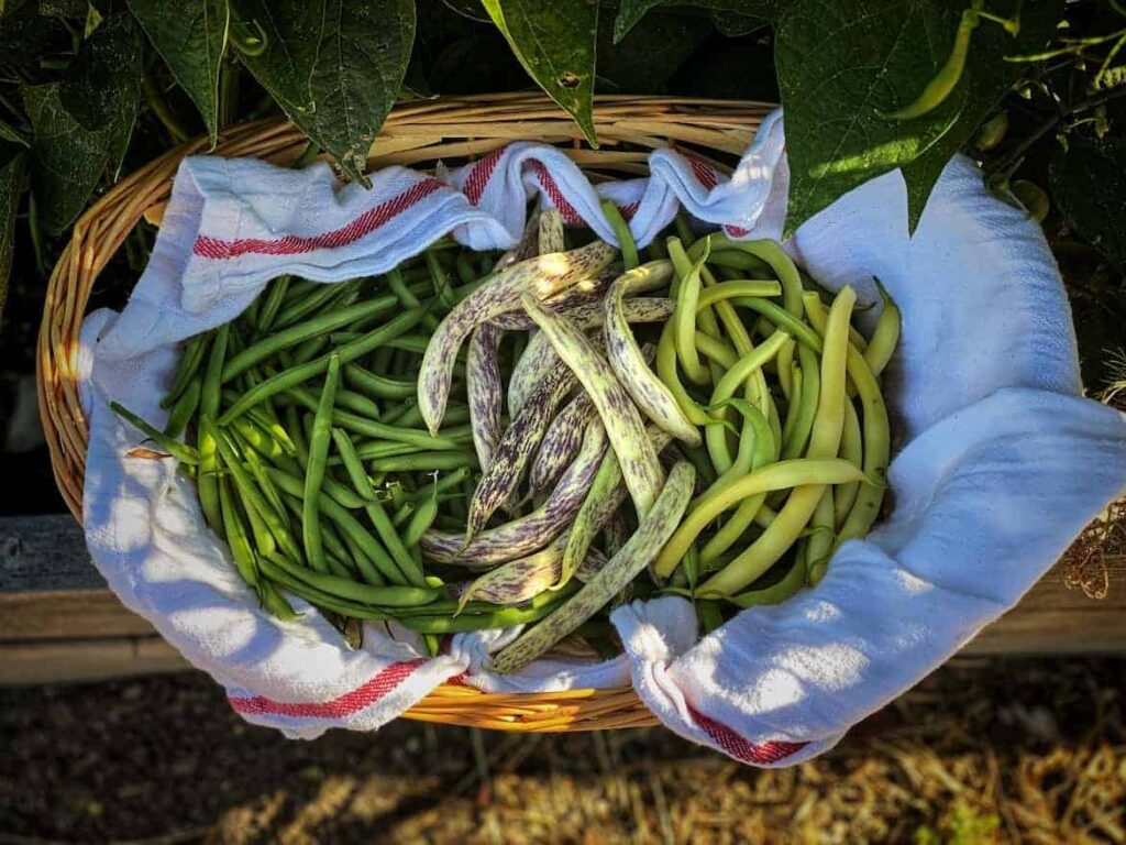 green beans - Companion Plants that Repel Pests