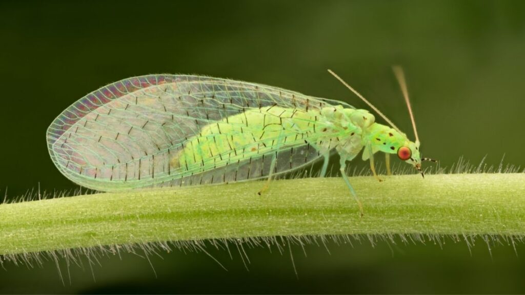 green lacewing - How to Get Rid of Mealybugs on Houseplants