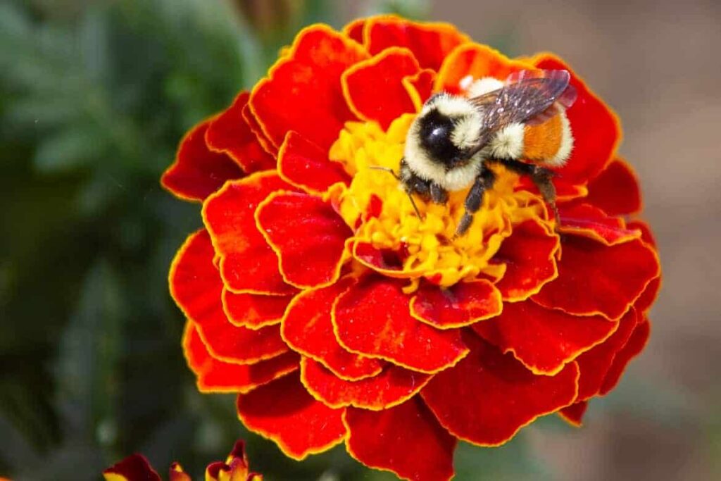 marigold - Companion Plants that Repel Pests